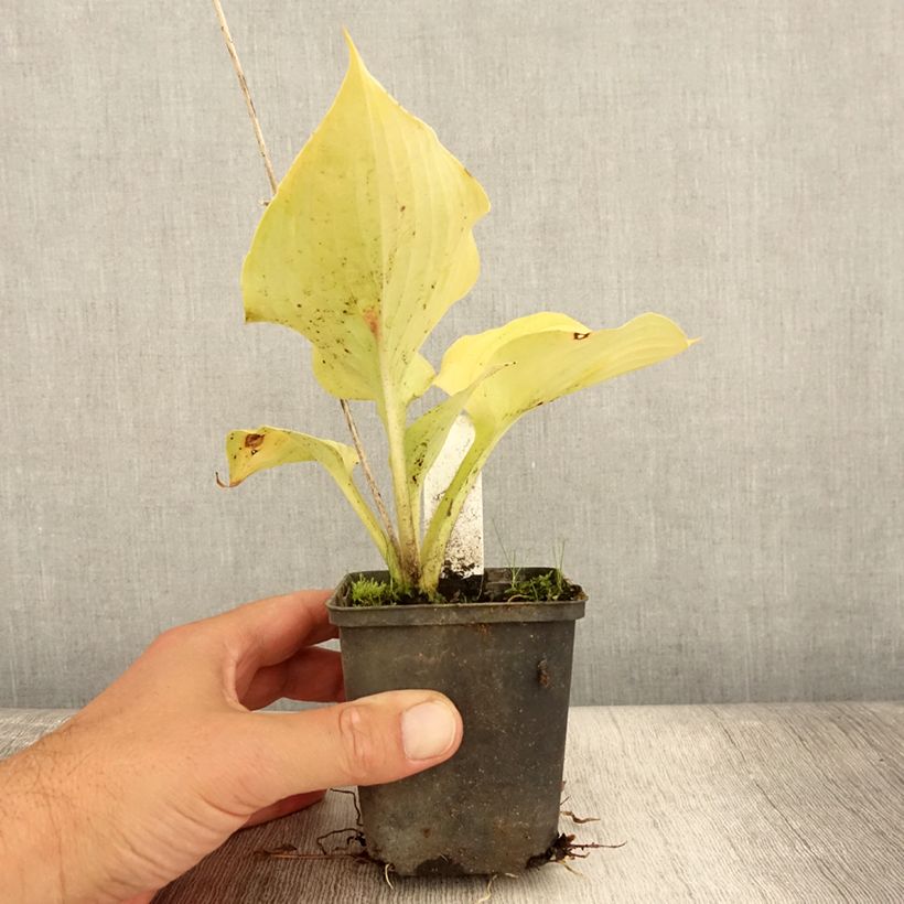 Exemplar von Hosta Sum of All - Garten-Funkie Kleine Töpfe von 8/9 cm wie im Sommer geliefert
