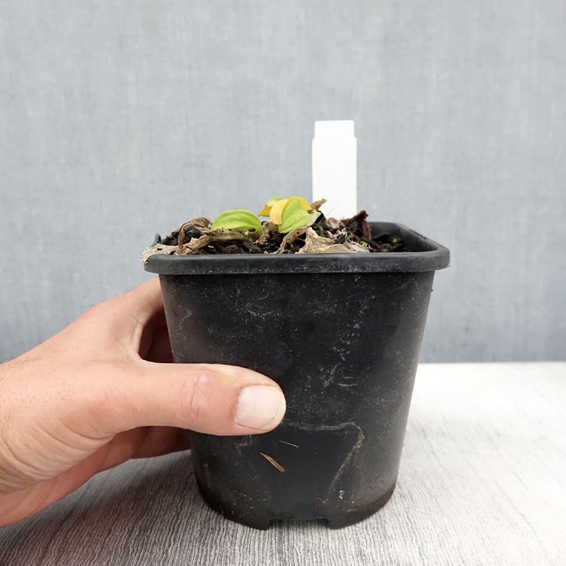 Exemplar von Hosta Sun Mouse - Garten-Funkie Topf mit 1,5L/2L wie im Herbst geliefert