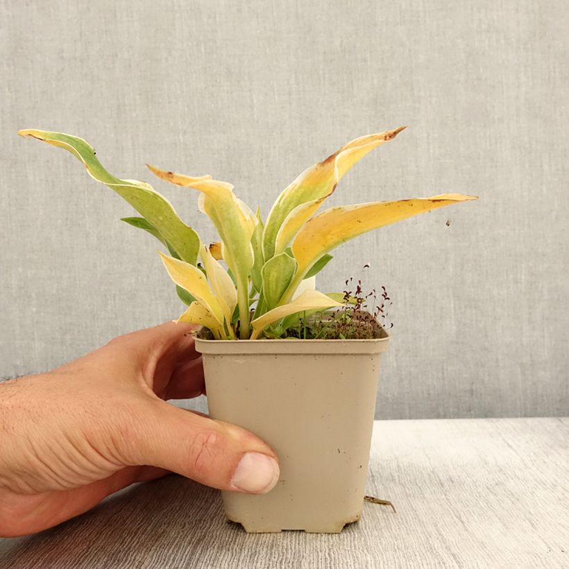 Exemplar von Hosta tardiana El Niño - Garten-Funkie Kleine Töpfe von 8/9 cm wie im Herbst geliefert