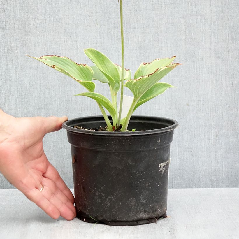 Exemplar von Hosta tardiana El Niño - Garten-Funkie Topf mit 2L/3L wie im Herbst geliefert