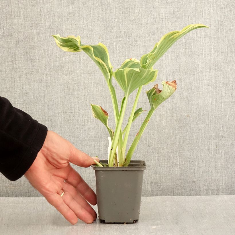 Exemplar von Hosta The King - Garten-Funkie Kleine Töpfe von 8/9 cm wie im Herbst geliefert