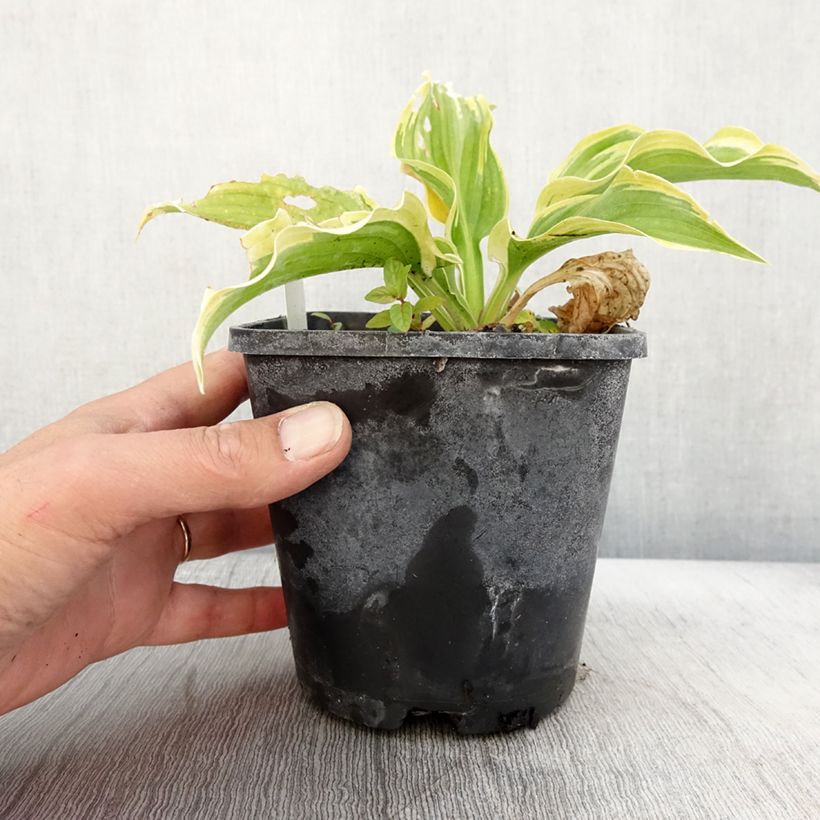 Exemplar von Hosta The King - Garten-Funkie Topf mit 1,5L/2L wie im Herbst geliefert