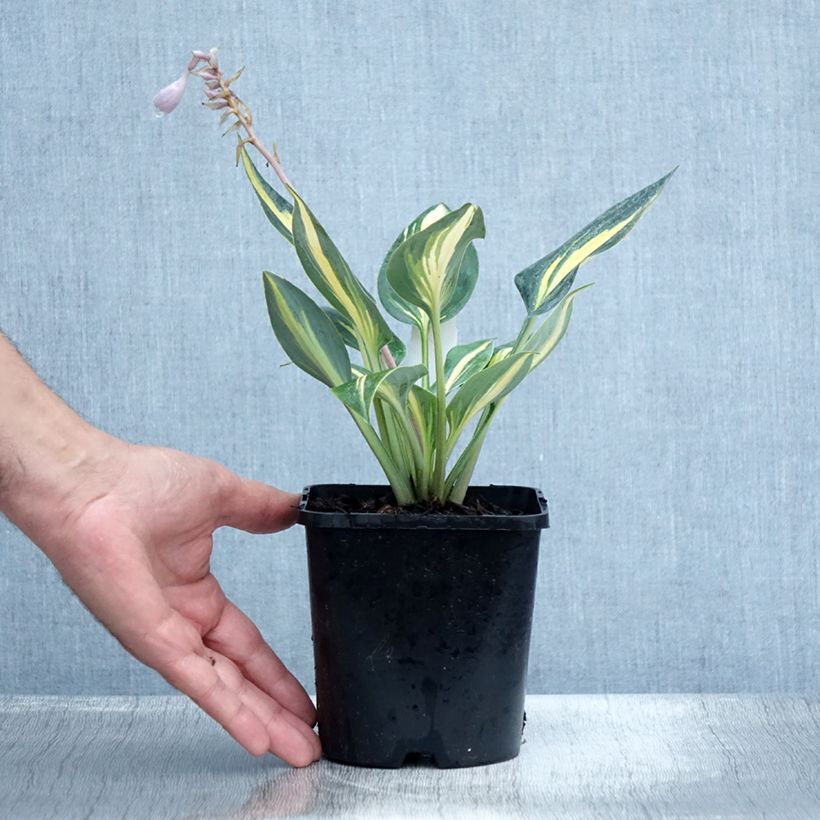 Exemplar von Hosta Timeless Beauty - Garten-Funkie Topf mit 1,5L/2L wie im Sommer geliefert