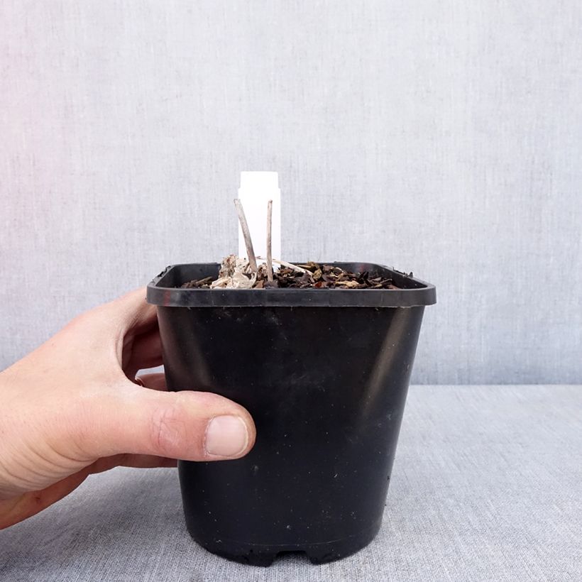 Exemplar von Hosta Timeless Beauty - Garten-Funkie Topf mit 1,5L/2L wie im Frühjahr geliefert