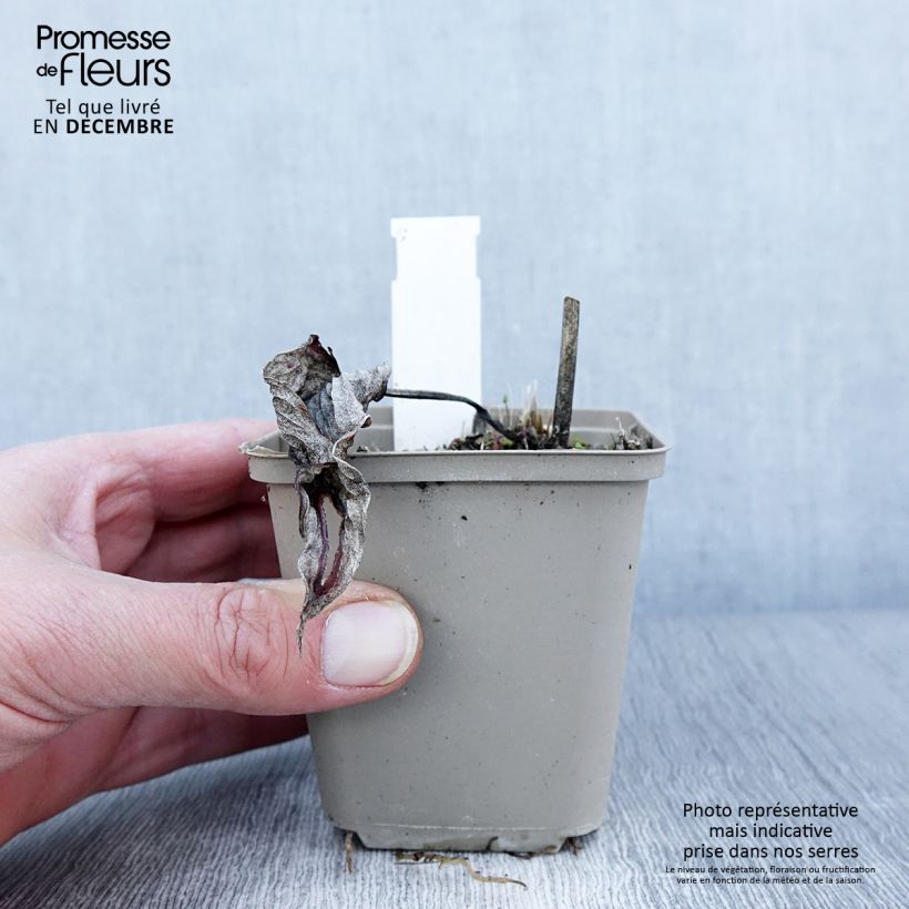 Exemplar von Hosta Touch Of Class - Garten-Funkie Kleine Töpfe von 8/9 cm wie im Herbst geliefert