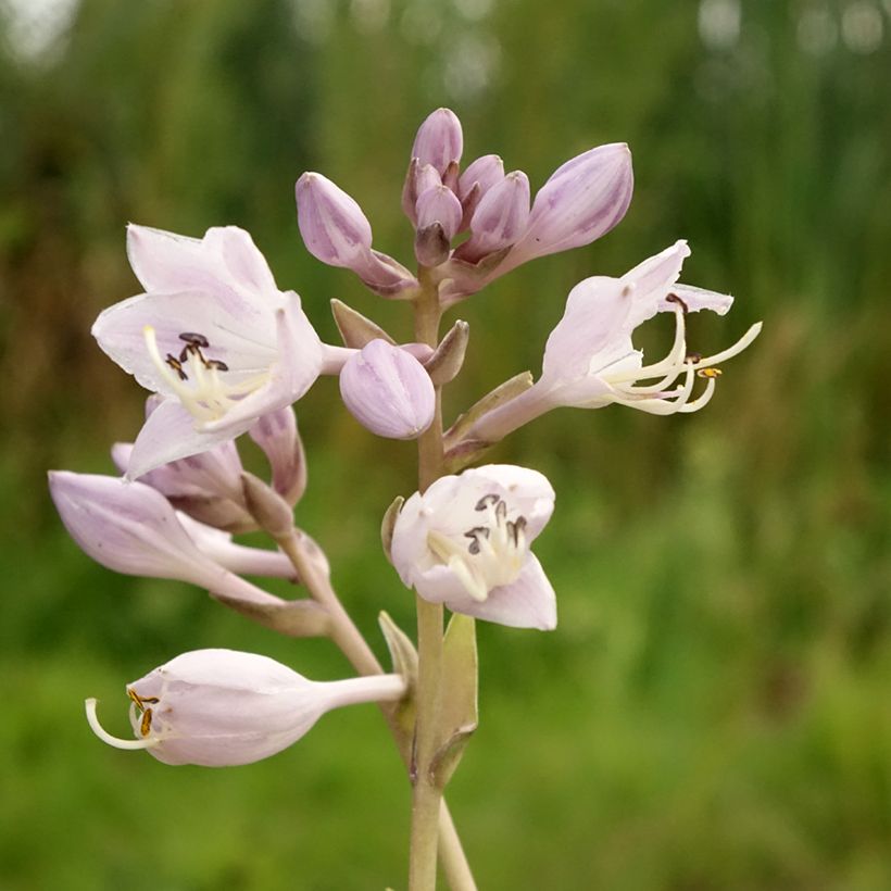 Hosta Touch Of Class - Garten-Funkie (Blüte)