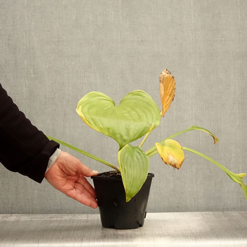 Exemplar von Hosta UFO - Garten-Funkie Topf mit 1,5L/2L wie im Herbst geliefert