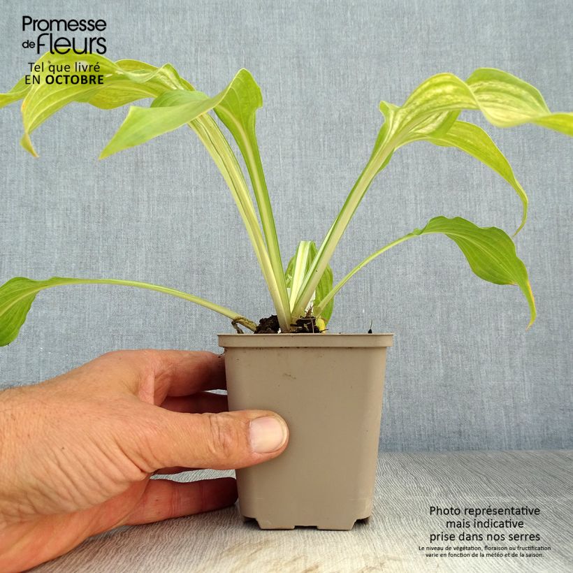 Exemplar von Hosta undulata Mediovariegata - Garten-Funkie Kleine Töpfe von 8/9 cm wie im Herbst geliefert