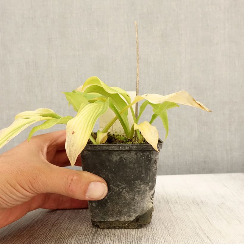 Exemplar von Hosta undulata var. univittata - Garten-Funkie Kleine Töpfe von 8/9 cm wie im Herbst geliefert