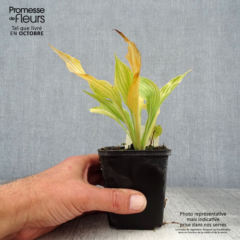 Exemplar von Hosta ventricosa - Garten-Funkie Kleine Töpfe von 8/9 cm wie im Herbst geliefert