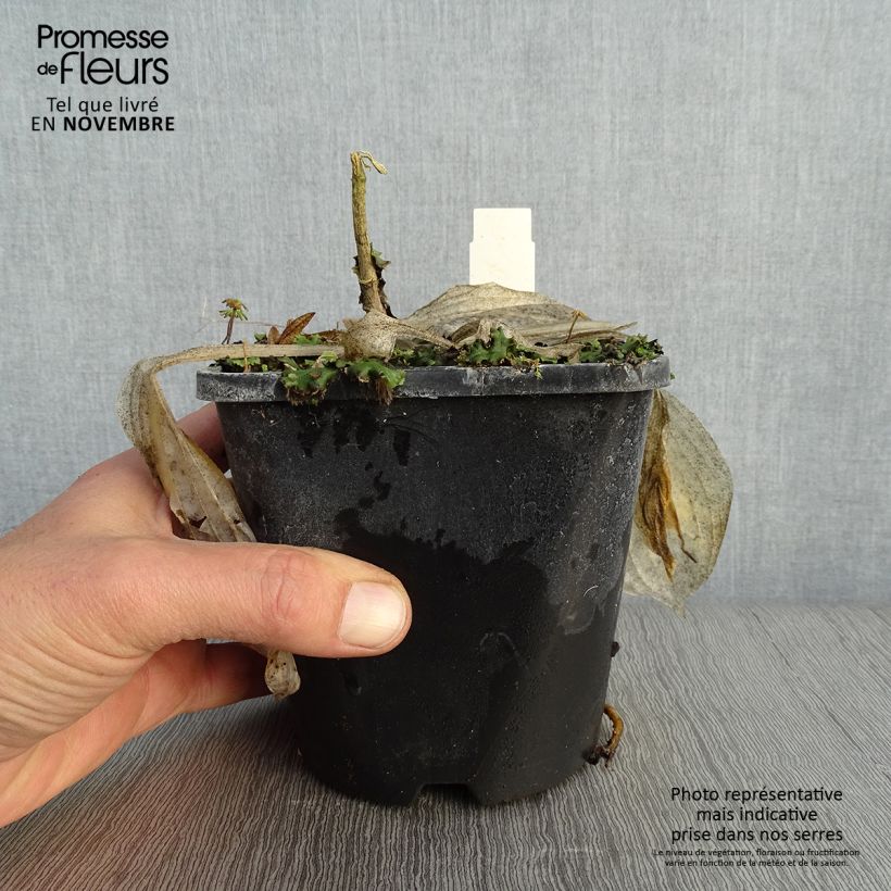 Exemplar von Hosta Victor - Garten-Funkie Topf mit 1,5L/2L wie im Herbst geliefert
