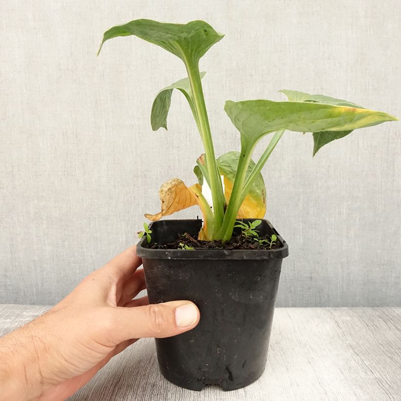 Exemplar von Hosta Victor - Garten-Funkie Topf mit 1,5L/2L wie im Sommer geliefert