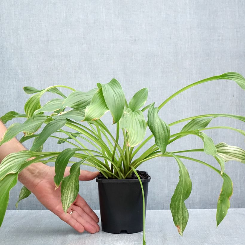 Exemplar von Hosta White Feather - Garten-Funkie Topf mit 1,5L/2L wie im Herbst geliefert