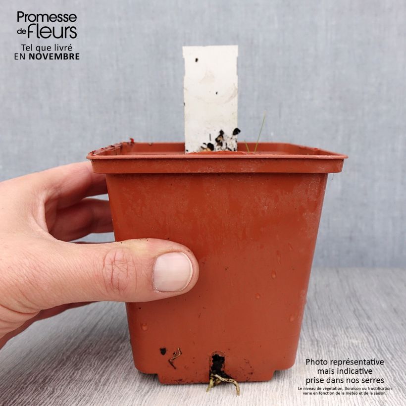 Exemplar von Hosta Winter Snow - Garten-Funkie Topf mit 1L/1,5L wie im Herbst geliefert