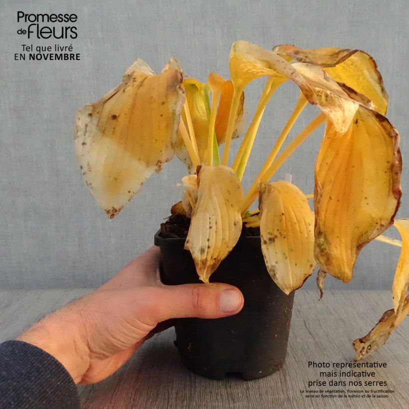 Exemplar von Hosta Wu-La-La - Garten-Funkie Topf mit 1,5L/2L wie im Herbst geliefert
