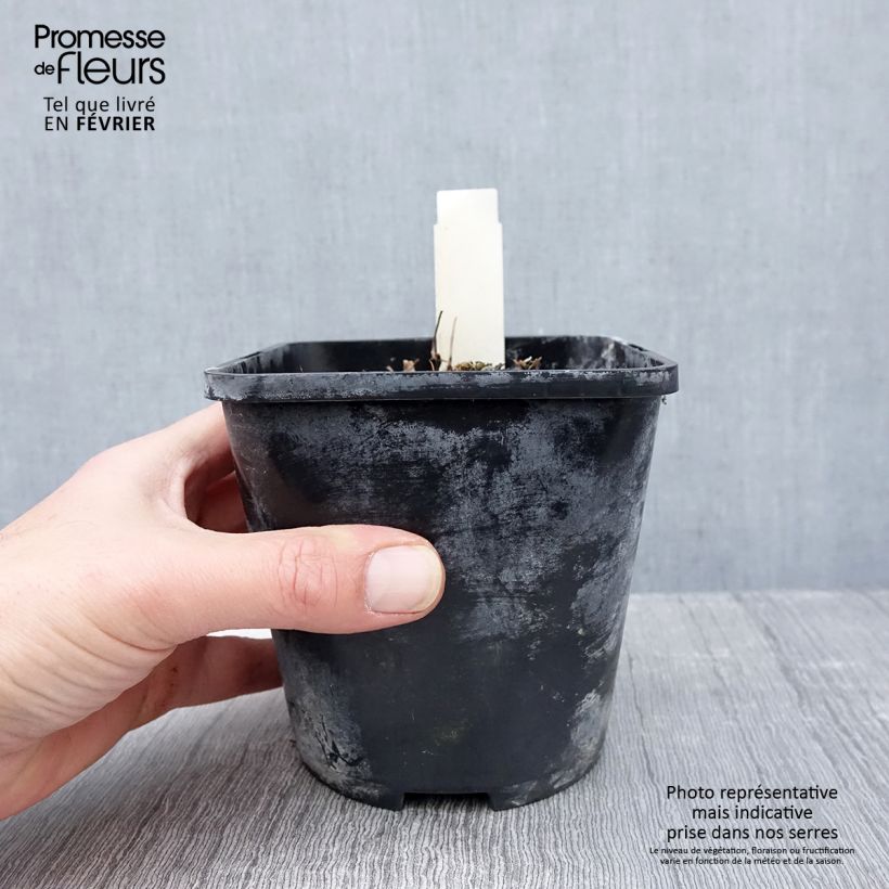 Exemplar von Hosta Yellow Polka Dot Bikini - Garten-Funkie Topf mit 1,5L/2L wie im Winter geliefert