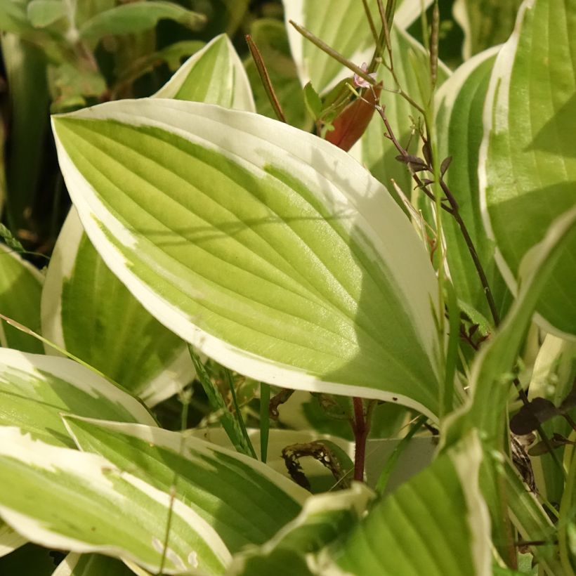Hosta yellow splash rim - Garten-Funkie (Laub)