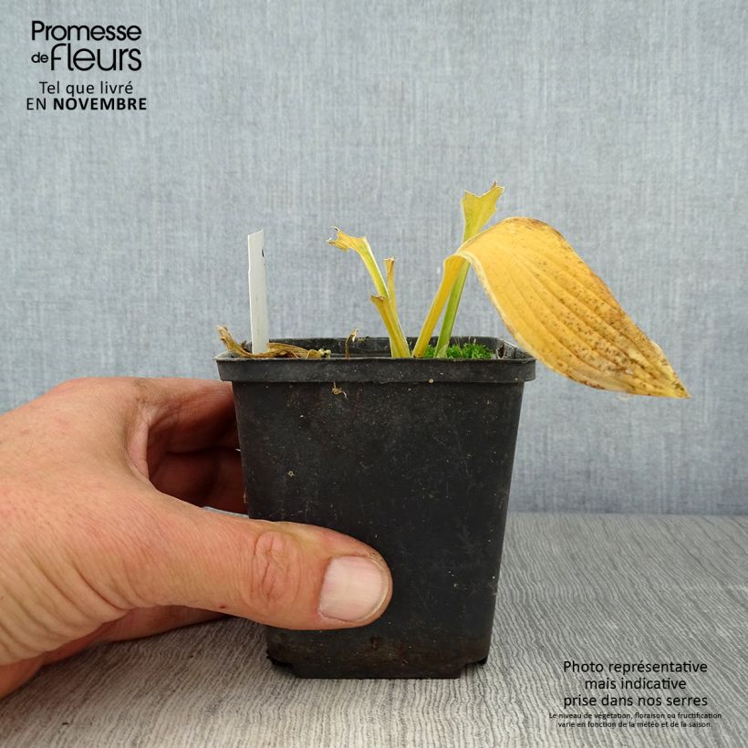 Exemplar von Hosta yellow splash rim - Garten-Funkie Kleine Töpfe von 8/9 cm wie im Herbst geliefert