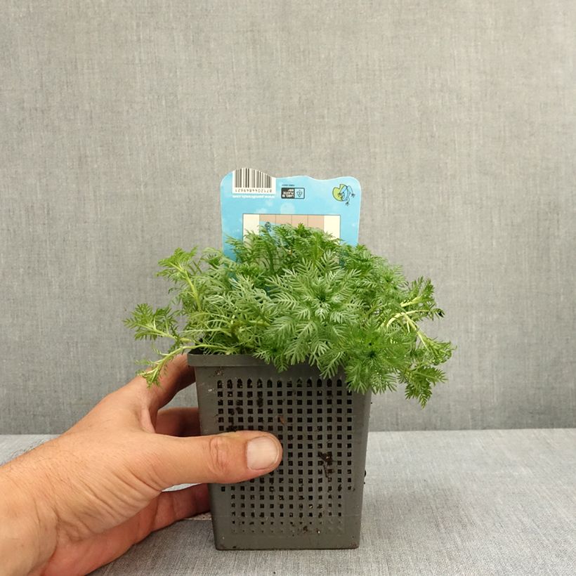 Exemplar von Hottonia palustris - Wasserfeder Topf mit 1L/1,5L wie im Frühjahr geliefert