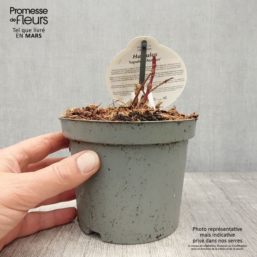 Exemplar von Humulus lupulus Aureus - Hopfen Topf mit 1,5L/2L wie im Frühjahr geliefert