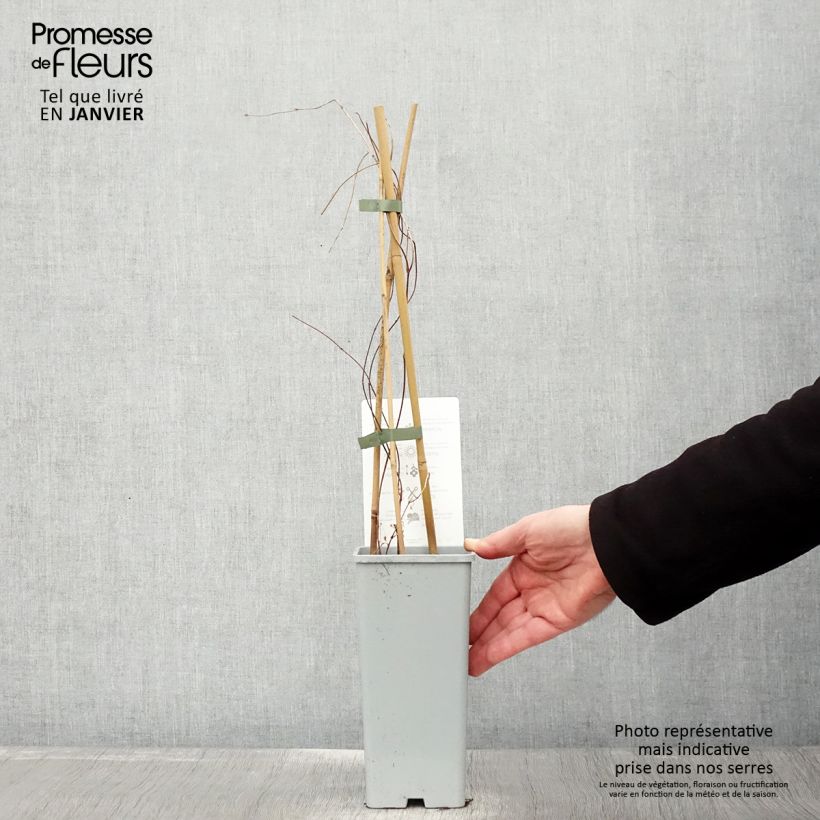 Exemplar von Humulus lupulus Hallertauer Tradition - Hopfen Topf mit 1,5L/2L wie im Winter geliefert