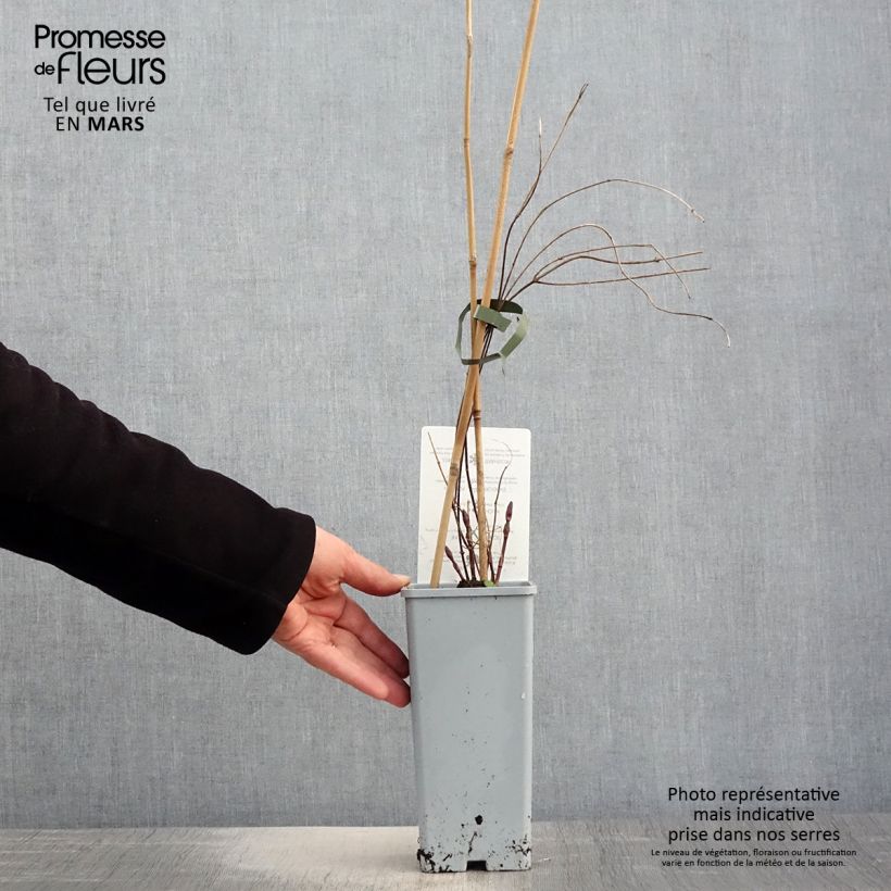 Exemplar von Humulus lupulus Hallertauer Tradition - Hopfen Topf mit 1,5L/2L wie im Frühjahr geliefert