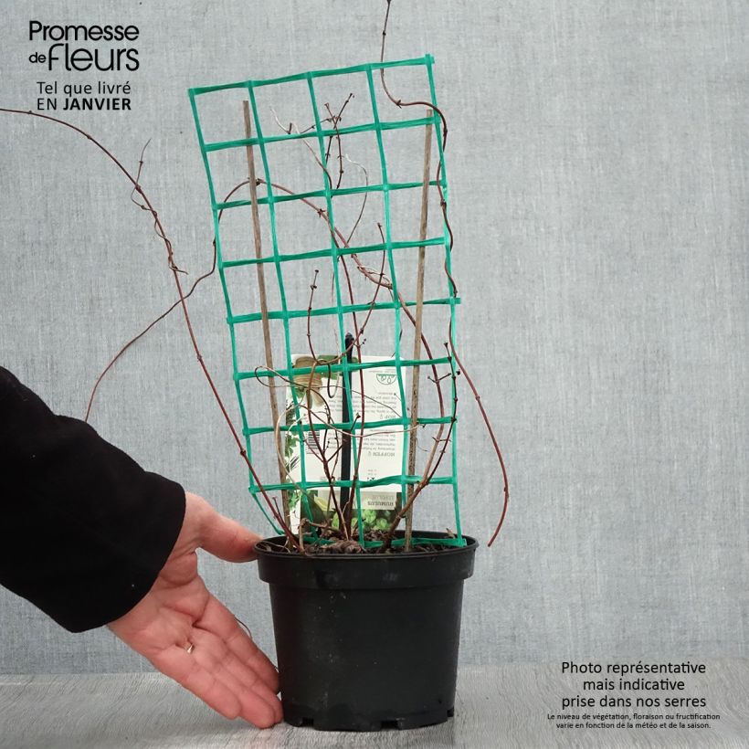 Exemplar von Humulus lupulus Hersbrucker - Hopfen Topf mit 1,5L/2L wie im Winter geliefert