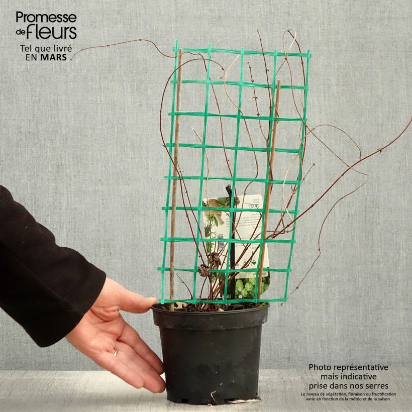 Exemplar von Humulus lupulus Hersbrucker - Hopfen Topf mit 1,5L/2L wie im Frühjahr geliefert