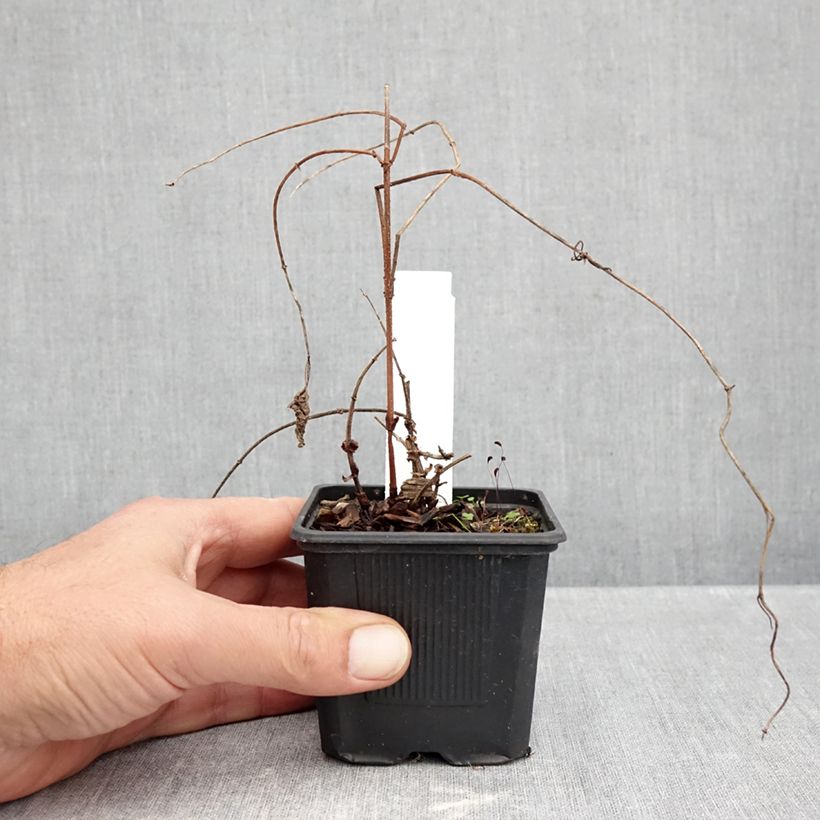 Exemplar von Humulus lupulus Jupiter - Hopfen Kleine Töpfe von 7/8 cm wie im Herbst geliefert