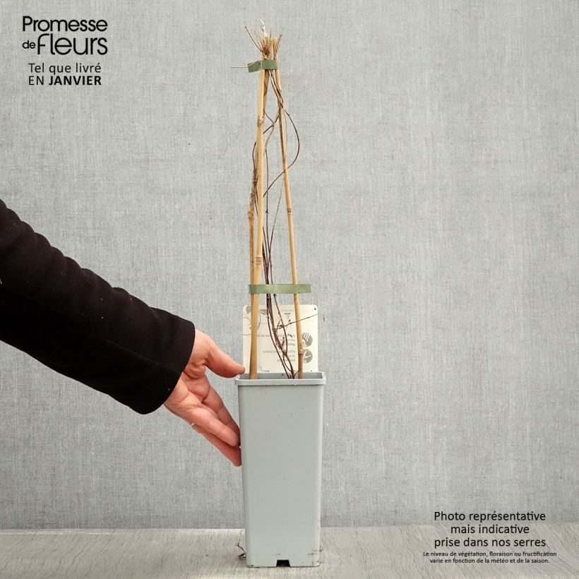 Exemplar von Humulus lupulus Pure - Hopfen Topf mit 1,5L/2L wie im Winter geliefert