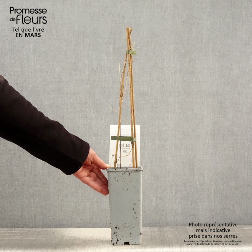 Exemplar von Humulus lupulus Pure - Hopfen Topf mit 1,5L/2L wie im Frühjahr geliefert