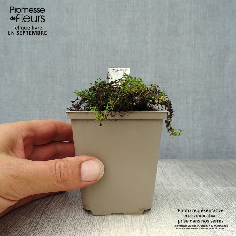 Exemplar von Houstonia caerulea Millard's Variety - Porzellansternchen Kleine Töpfe von 8/9 cm wie im Herbst geliefert