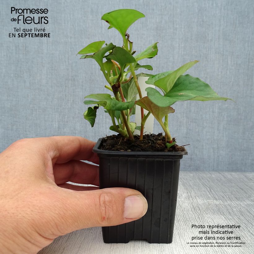Exemplar von Houttuynie - Houttuynia cordata Kleine Töpfe von 8/9 cm wie im Herbst geliefert