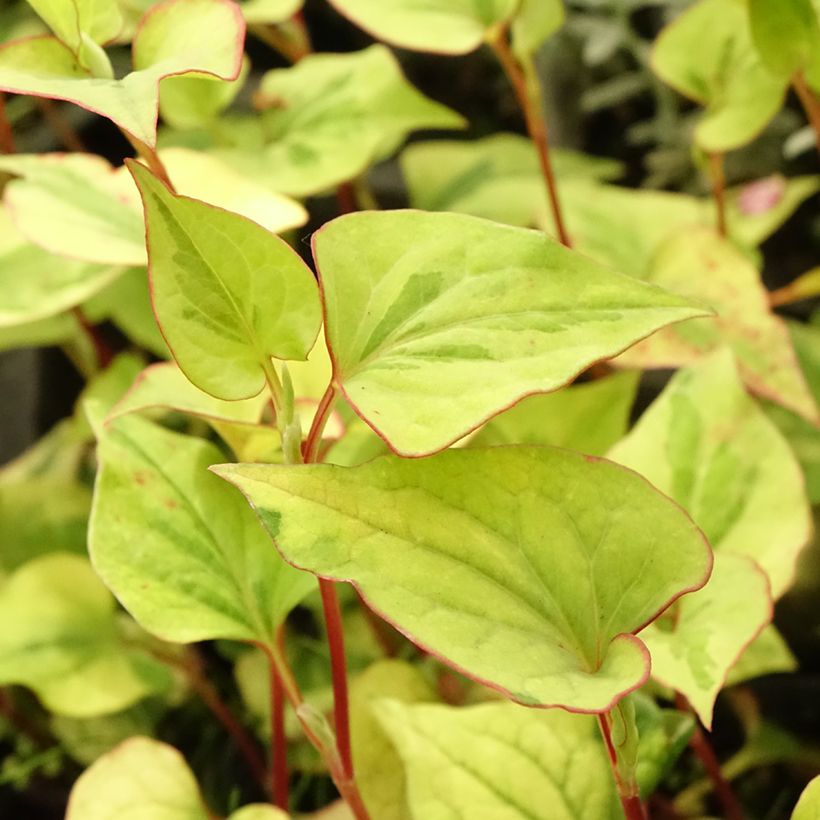 Houttuynie - Houttuynia cordata (Laub)