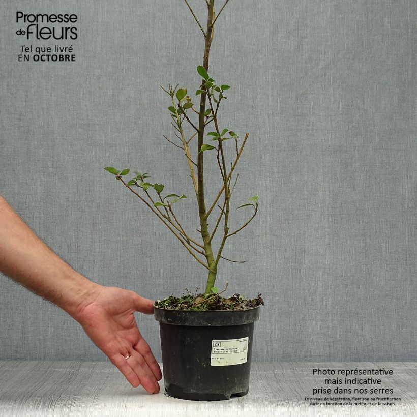 Exemplar von Stechpalme Blue Prince - Ilex meserveae Topf mit 2L/3L wie im Herbst geliefert