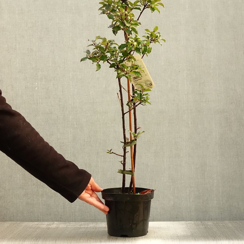 Exemplar von Stechpalme Blue princess - Ilex meserveae Topf mit 2L/3L wie im Herbst geliefert