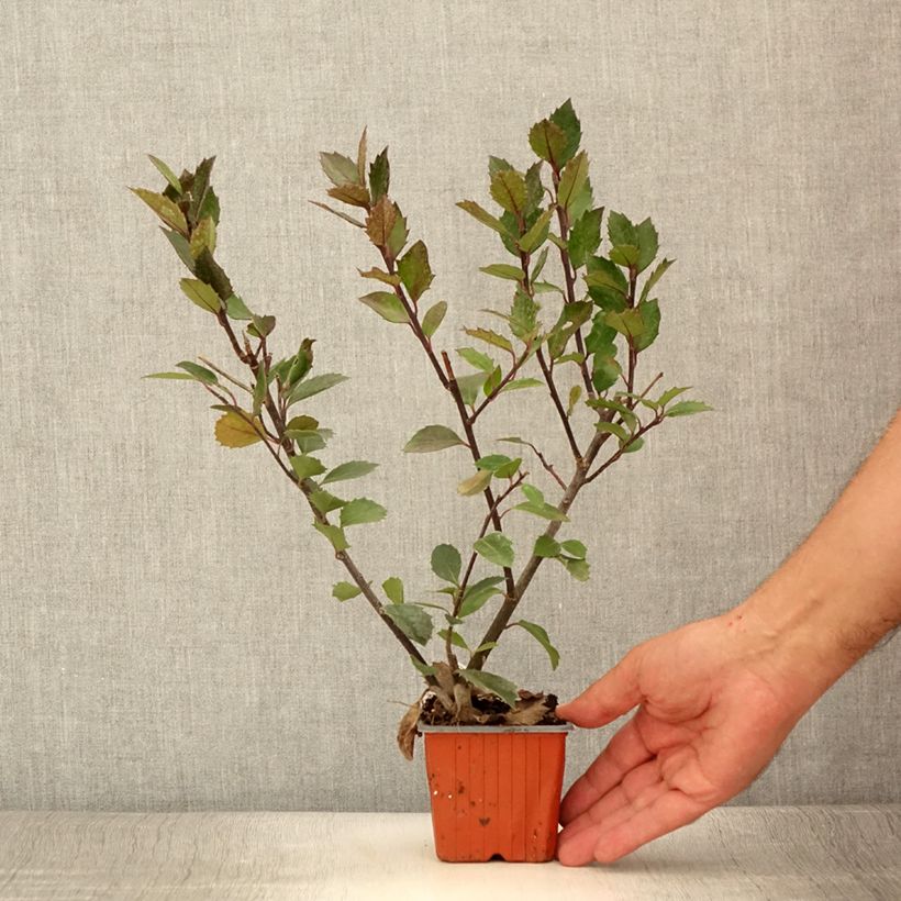Exemplar von Stechpalme Heckenblau - Ilex meserveae Kleine Töpfe von 8/9 cm wie im Sommer geliefert