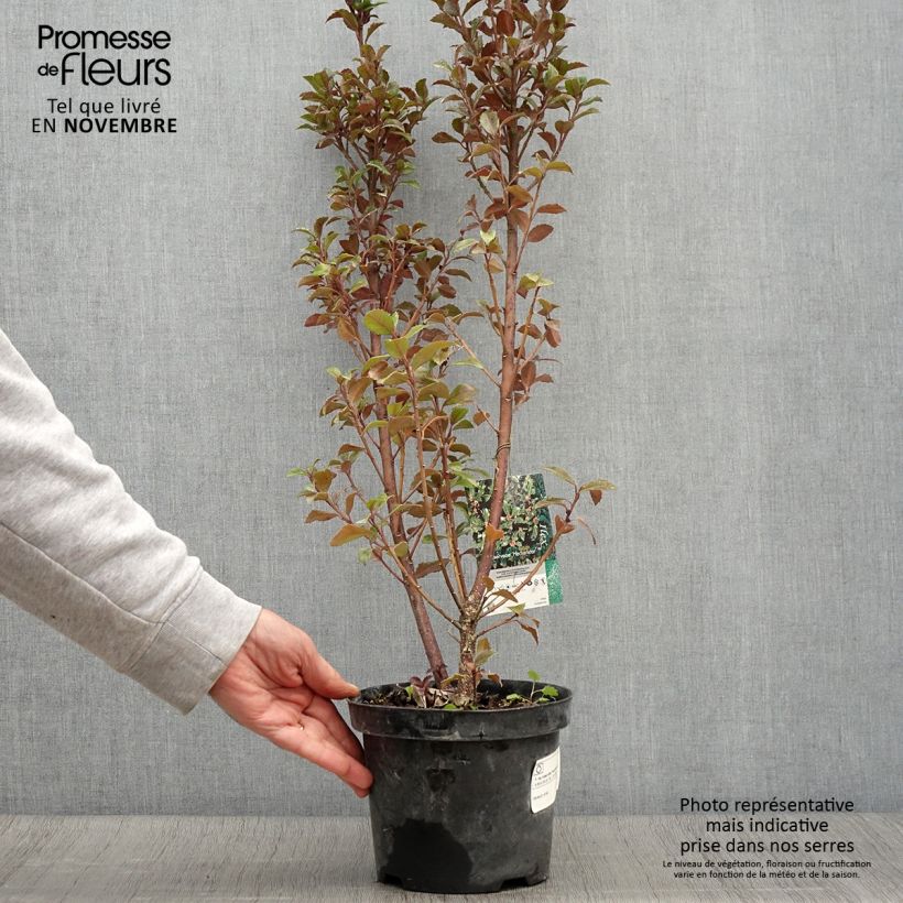 Exemplar von Stechpalme Heckenstar - Ilex meserveae Topf mit 2L/3L wie im Herbst geliefert
