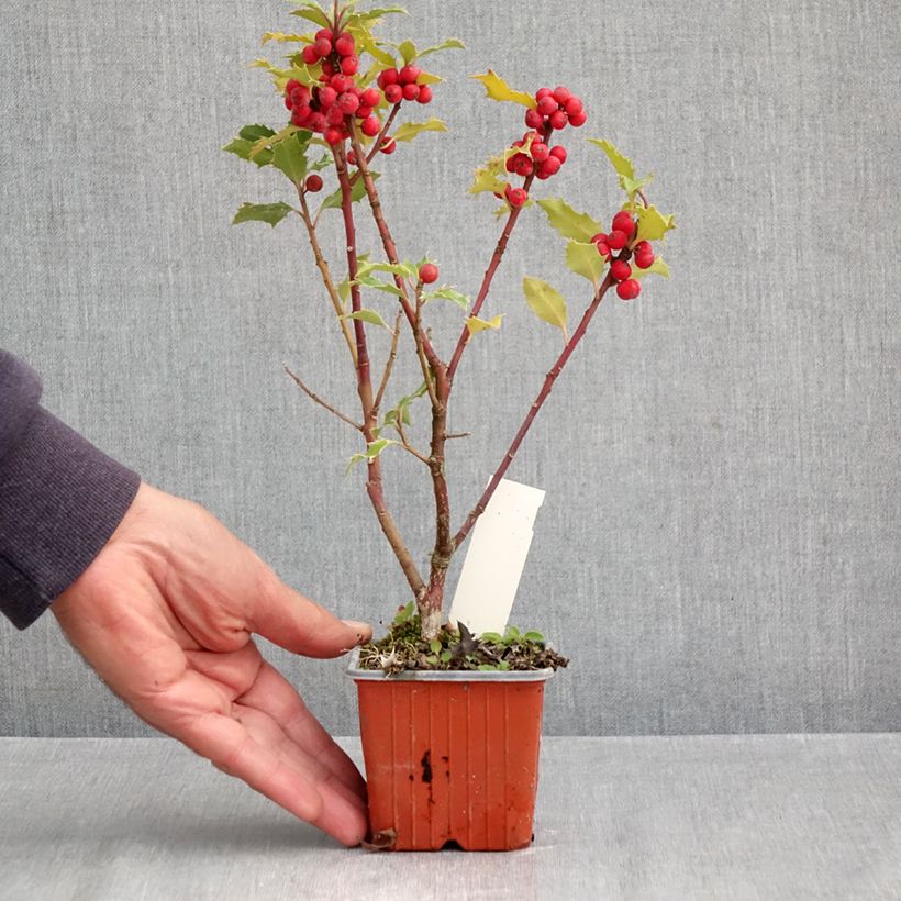 Exemplar von Stechpalme Magical Amoro Rosso - Ilex meserveae Kleine Töpfe von 8/9 cm wie im Herbst geliefert