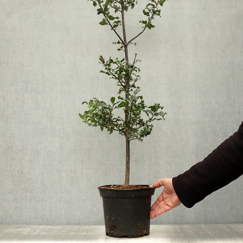 Exemplar von Europäische Stechpalme - Ilex aquifolium Topf mit 7,5L/10L wie im Herbst geliefert