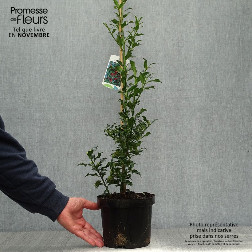 Exemplar von Stechpalme Alaska - Ilex aquifolium Topf mit 2L/3L wie im Herbst geliefert