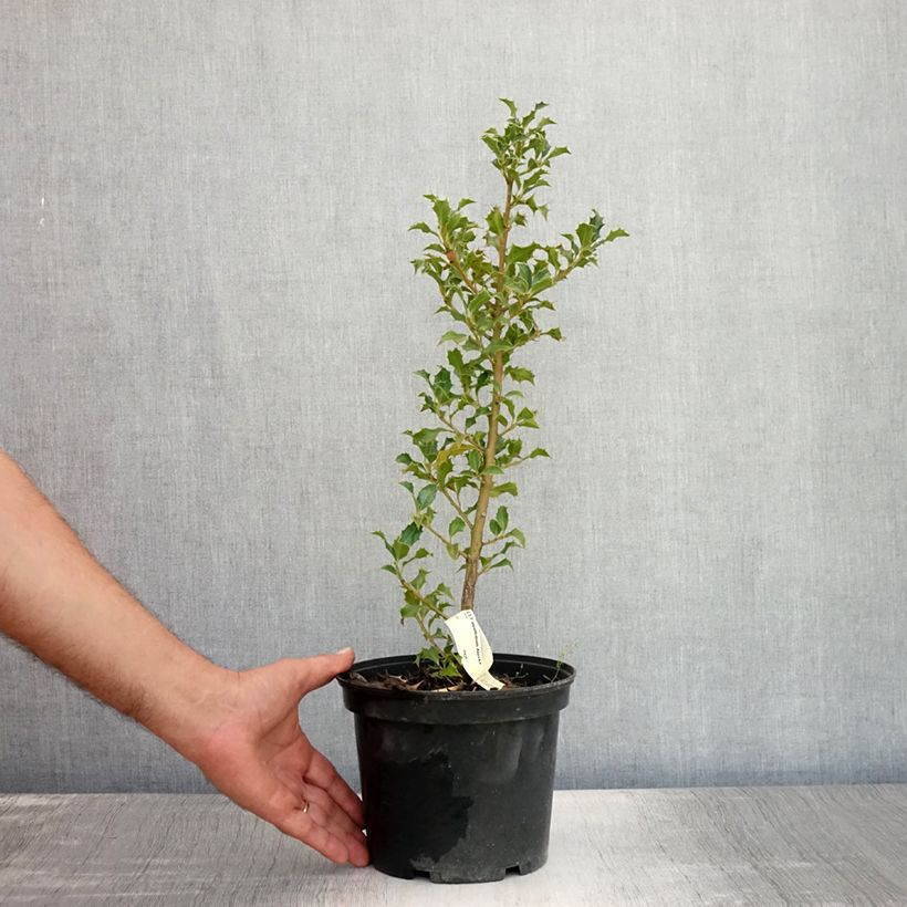 Exemplar von Stechpalme Alaska - Ilex aquifolium Topf mit 2L/3L wie im Sommer geliefert