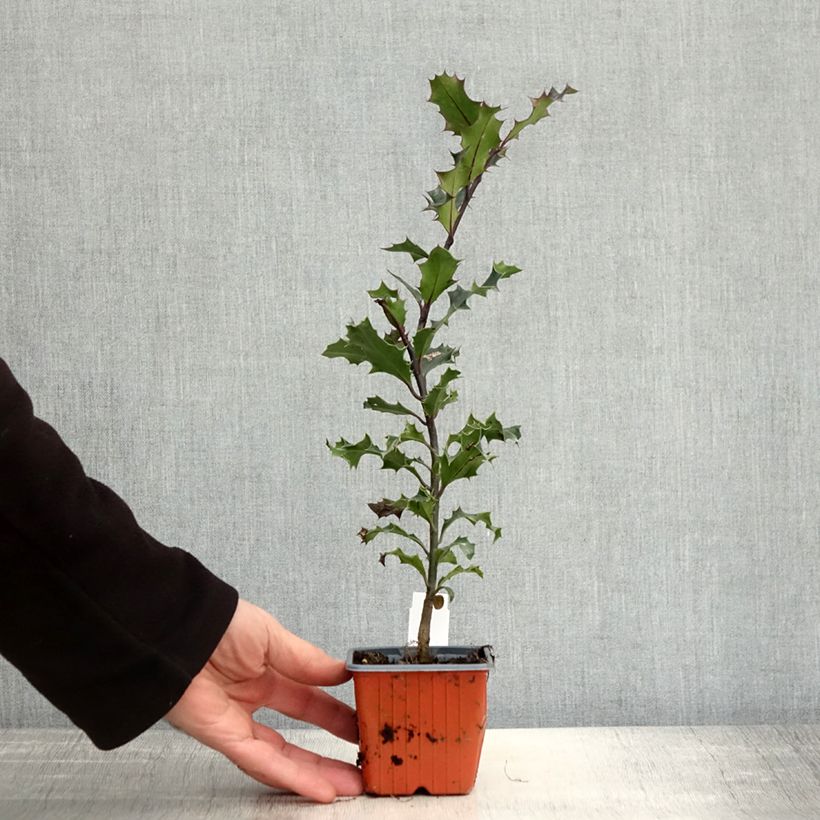 Exemplar von Europäische Stechpalme - Ilex aquifolium Kleine Töpfe von 8/9 cm wie im Herbst geliefert