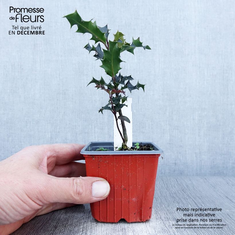 Exemplar von Fruchtende Stechpalme JC Van Tol - Ilex aquifolium Kleine Töpfe von 8/9 cm wie im Herbst geliefert