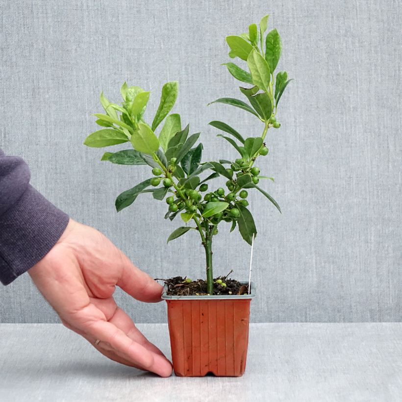 Exemplar von Fruchtende Stechpalme JC Van Tol - Ilex aquifolium Kleine Töpfe von 8/9 cm wie im Frühjahr geliefert