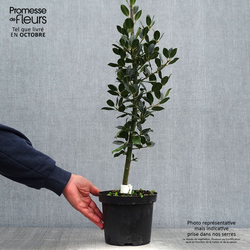 Exemplar von Fruchtende Stechpalme JC Van Tol - Ilex aquifolium Topf mit 2L/3L wie im Herbst geliefert