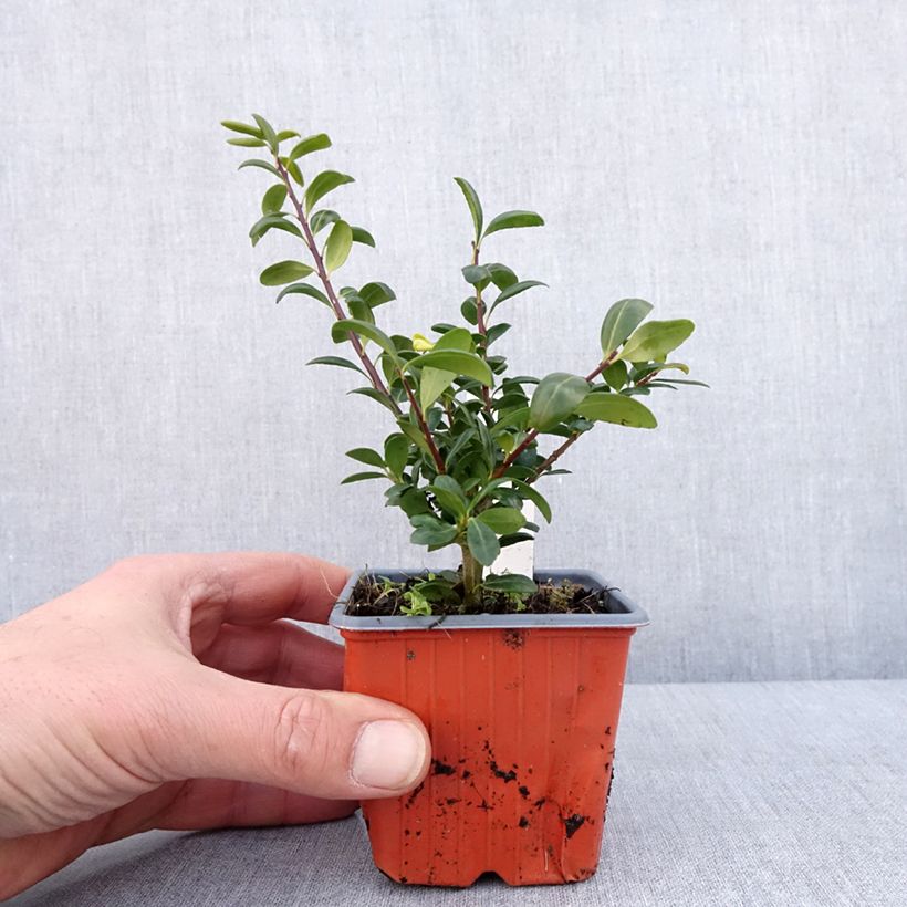 Exemplar von Japanische Stechpalme Convexa (In eine Kugel schneiden) - Ilex crenata Kleine Töpfe von 8/9 cm wie im Winter geliefert