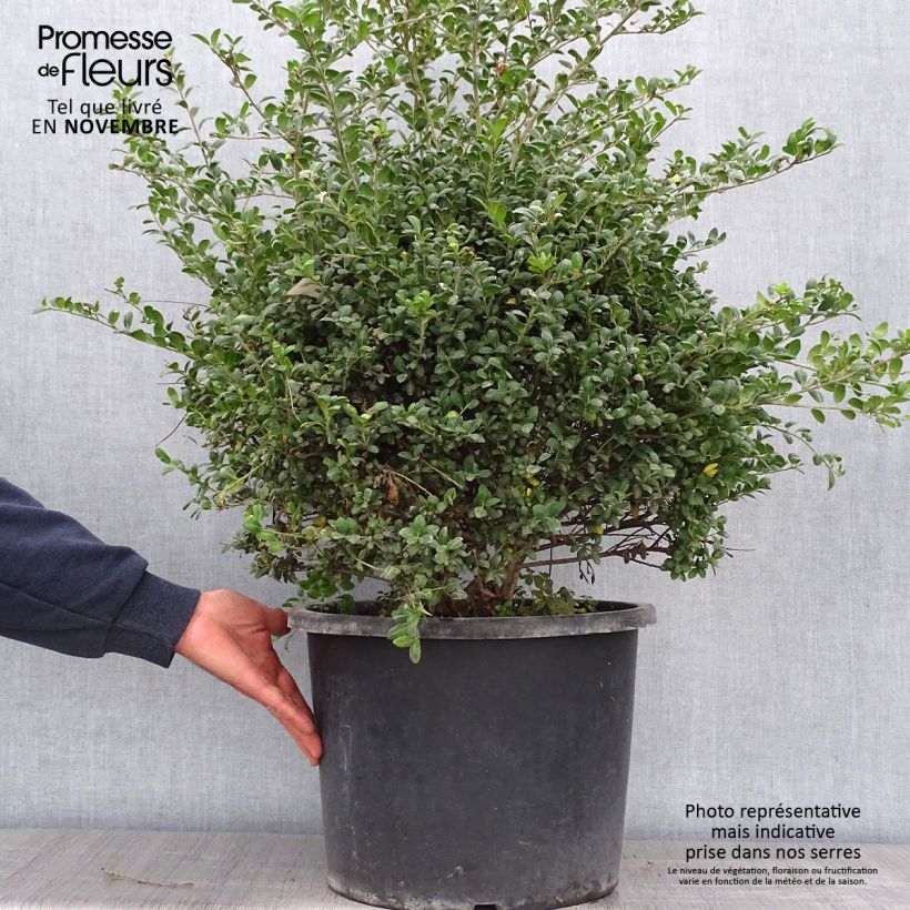 Exemplar von Japanische Stechpalme Convexa - Ilex crenata Topf mit 7,5L/10L wie im Herbst geliefert