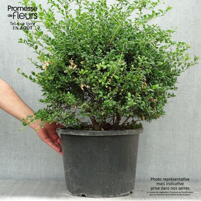 Exemplar von Japanische Stechpalme Convexa - Ilex crenata Topf mit 7,5L/10L, Kugel wie im Sommer geliefert