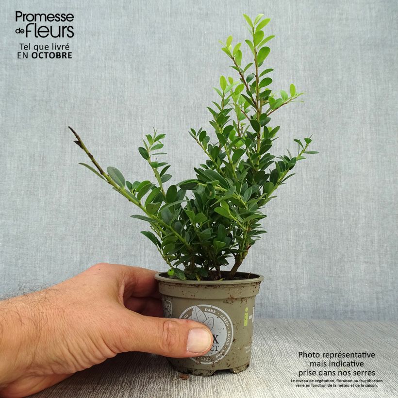 Exemplar von Japanische Stechpalme Dark Green - Ilex crenata Kleine Töpfe von 8/9 cm wie im Herbst geliefert